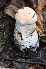 Leccinum vulpinum