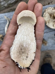 Leccinum vulpinum