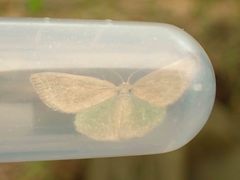 Thalera pistasciaria