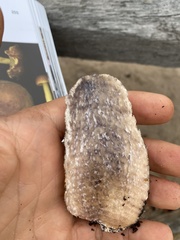 Leccinum vulpinum