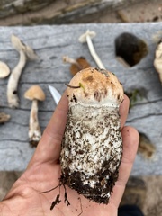 Leccinum vulpinum