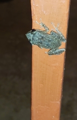 Eleutherodactylus coqui