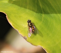 Syrphus octomaculatus