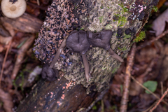 Helvella atra