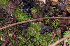 Helvella atra