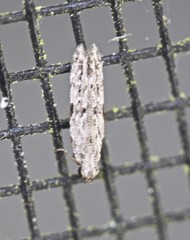 Hypatima simulacrella