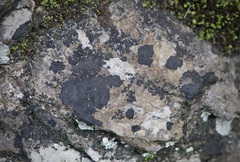 Placopyrenium fuscellum