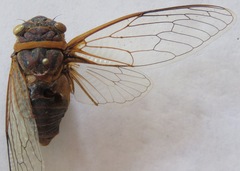 Diceroprocta ruatana