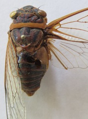Diceroprocta ruatana