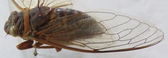 Diceroprocta ruatana