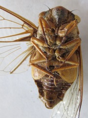 Diceroprocta ruatana