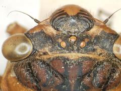Diceroprocta ruatana