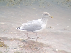 Larus argentatus image