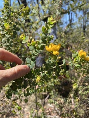 Pultenaea spinosa