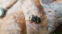 Eugamandus jamaicensis