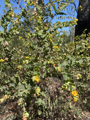 Pultenaea spinosa