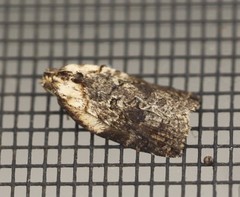 Cryptoptila crypsilopha