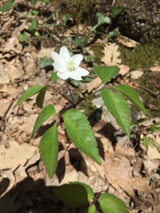 Anemonoides trifolia
