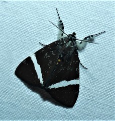 Coenotoca subaspersa