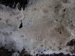 Trechispora mollusca