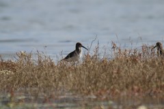 Calidris alpina pacifica