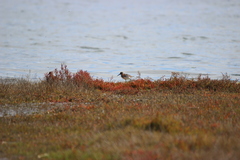 Calidris alpina pacifica