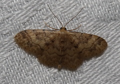 Idaea pilosata