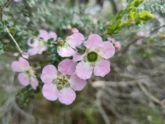 Leptospermum rotundifolium