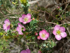 Leptospermum rotundifolium