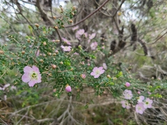 Leptospermum rotundifolium