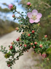 Leptospermum rotundifolium