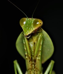 Rhombodera valida