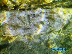 Lepidoblennius marmoratus