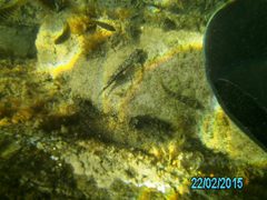 Lepidoblennius marmoratus