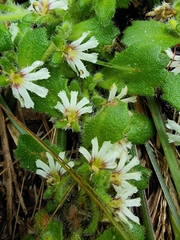 Scaevola hookeri
