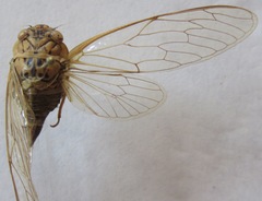 Dyticodopoea diriangani