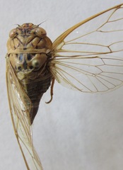 Dyticodopoea diriangani