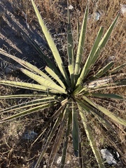 Yucca torreyi