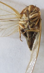 Dyticodopoea diriangani