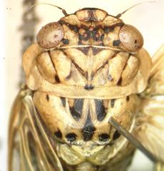 Dyticodopoea diriangani