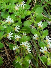 Scaevola hookeri