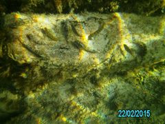 Lepidoblennius marmoratus