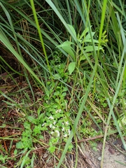 Scaevola hookeri