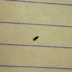 Pediculus humanus capitis