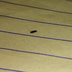 Pediculus humanus capitis