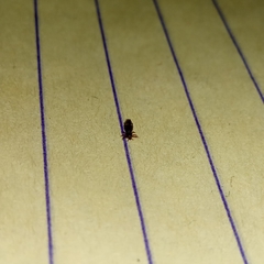 Pediculus humanus capitis