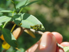 Adurgoa gonagra