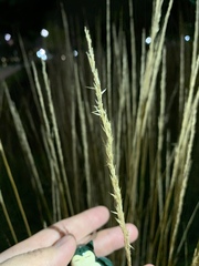 Elymus lanceolatus