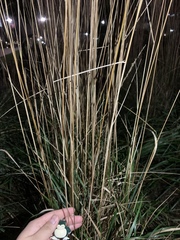 Elymus lanceolatus