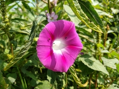 Ipomoea purpurea